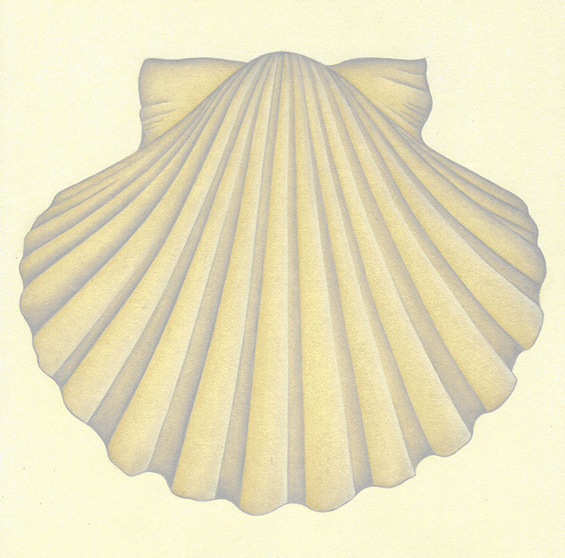 Scallop Shell  by Eirinn Byrne